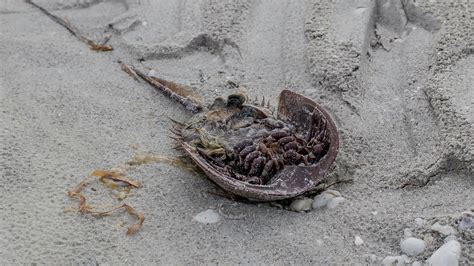 Act Of Heresy Adds Horseshoe Crabs To Arachnid Family Tree The New York Times Act Of Heresy Adds Horseshoe Crabs To Arachnid Family Tree The New York Times