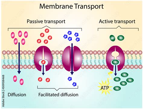 Active Vs Passive Transport Molecules Movement In Cell Membrane