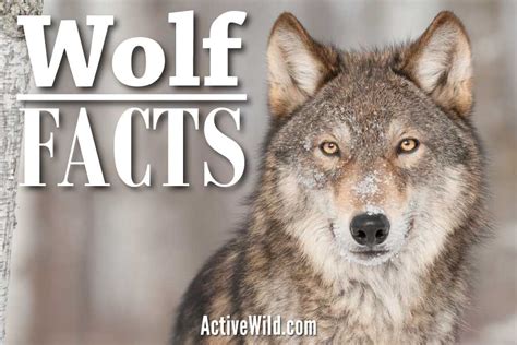 Active Wild Wildlife Science News Facts Info For Kids Adults