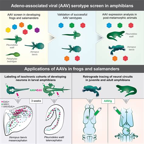 Adeno Associated Viral Tools To Trace Neural Development And Connectivity Across Amphibians Developmental Cell