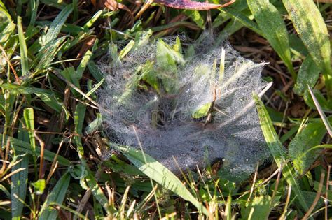 Unlock Adult Funnel Optimization South Africa Strategies for Maximum Success