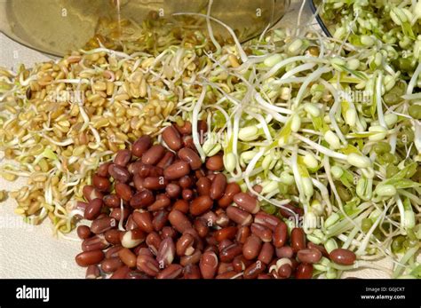 Adzuki Bean Sprouts