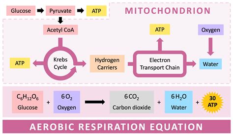Aerobic Cellular Respiration Equation Location Products Lesson