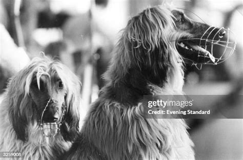 Afghan Hounds Print Crayford Stadium 1978 Art Prints Posters Puzzles From Fine Art Storehouse Afghan Hounds Print Crayford Stadium 1978 Art Prints Posters Puzzles From Fine Art Storehouse