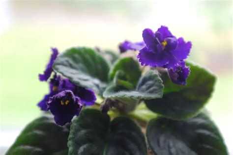 African Violet Houseplant Easy Care Guide Simply Living Nc African