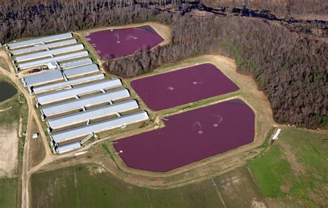 After Six Years Environmental Cleanup Around At 11 North Carolina Hog Farms Will Finally Be Mandatory