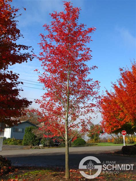 Afterburner Tupelo J Frank Schmidt Son Co