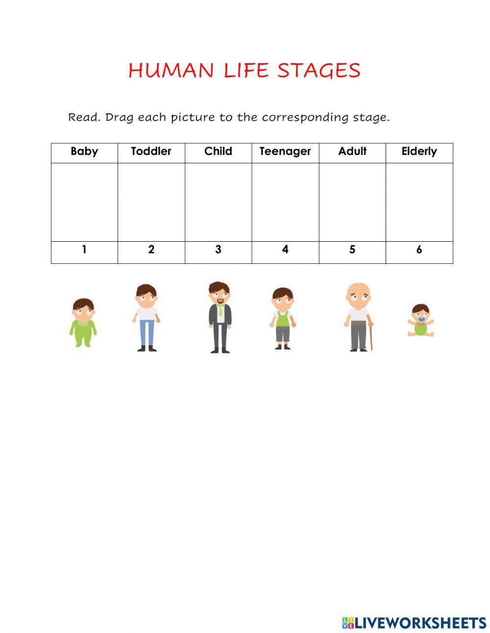 Age And The Stages Of Life Worksheet