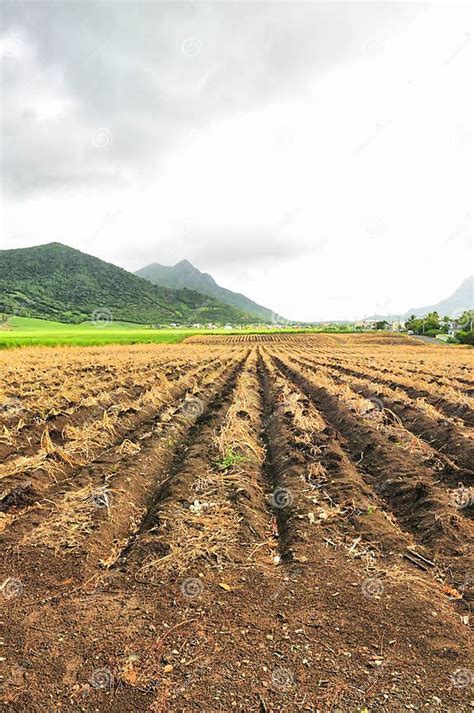Agricultural Land Stock Photo Image Of Sugar Land Plot 4885554