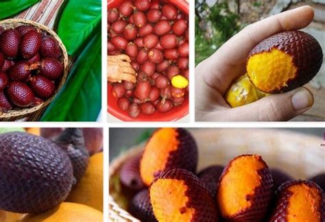 Aguaje Benefits The Miraculous Fruit Of The Amazon Rainforest