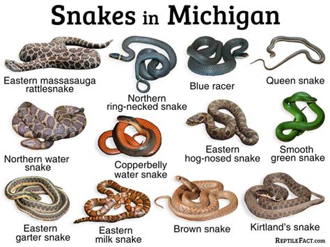 All 17 Snakes In Michigan With Pictures Reptilehow Com