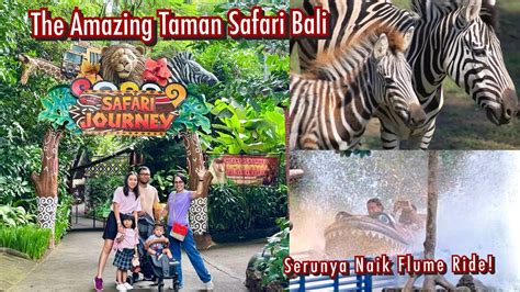 Amazing Facts About The Hippopotamus Taman Safari Bali