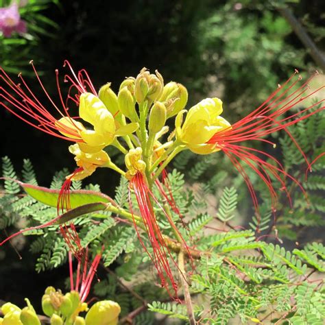 Amazon Com 5 Yellow Mexican Desert Bird Of Paradise Caesalpinia