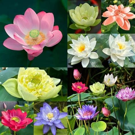 Amazon Com Lotus Flower Seeds For Home Planting Ornamental Mixed Pink Red Flower Can Purify Water And Air Aquatic Plant For Courtyard Hotel Goldfish Pond Water Lily Seeds Patio Lawn
