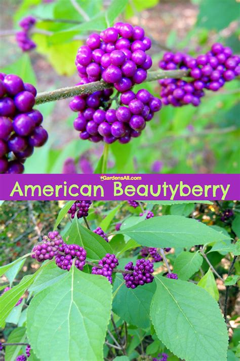 5 Beauty Berry Benefits