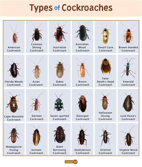American Cockroach Types Facts How To Identify American Cockroach Control Holder S Pest Solutions