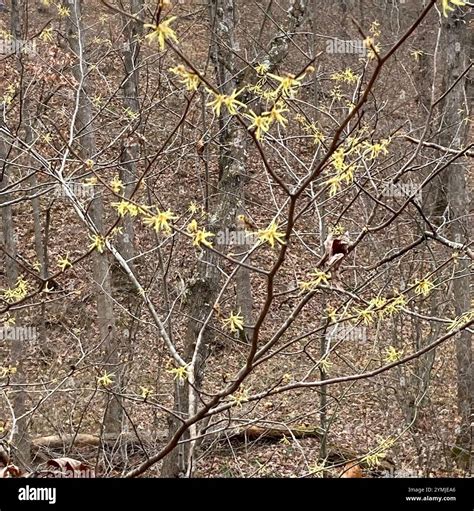 American Witch Hazel Benefits