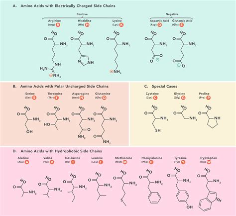 Amino Acids Functions Structure And Types Technology Networks