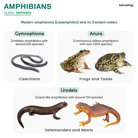 Amphibian Characteristics Amphibian Characteristics