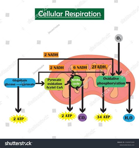 An Illustration Of The Process Of Cellular Respiration That Occurs In