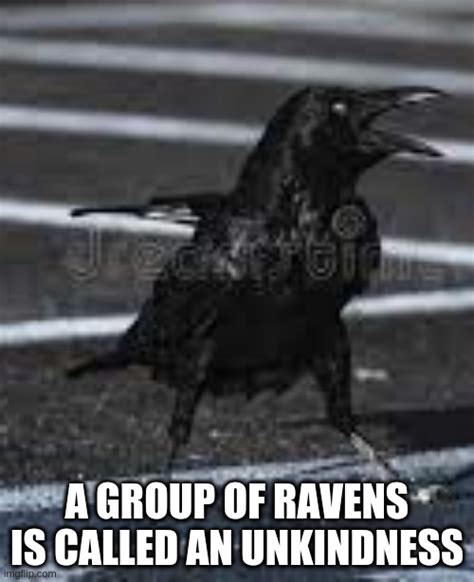 An Unkindness Of Ravens Imgflip An Unkindness Of Ravens Imgflip