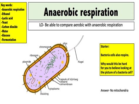 Anaerobic Respiration By Mr Science Teaching Resources Tes Anaerobic Respiration By Mr Science Teaching Resources Tes