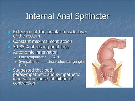 Anal Sphincter Muscles