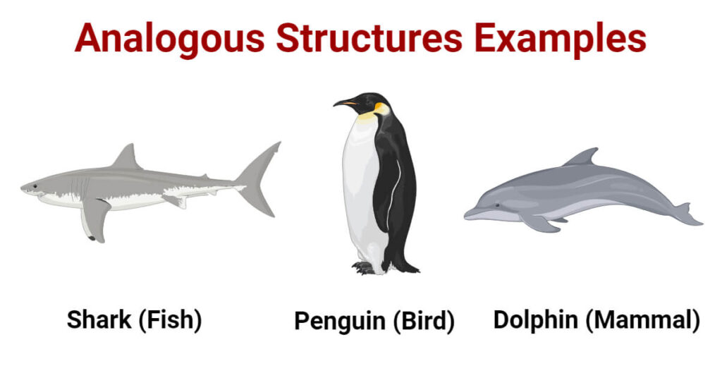 5 Analogous Structures Examples
