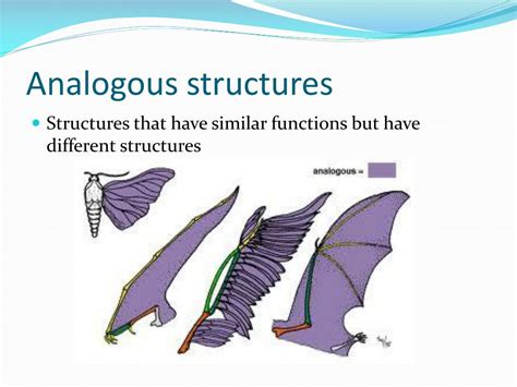 Analogous Structures In Evolution Analogous Structures In Evolution