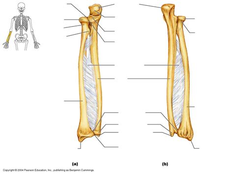Anatomy Chapter 5 Radius Diagram Quizlet Anatomy Chapter 5 Radius Diagram Quizlet