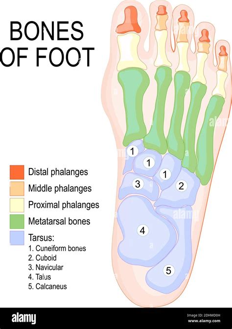 Anatomy Of Inner Foot At Chloe Dunbar Blog