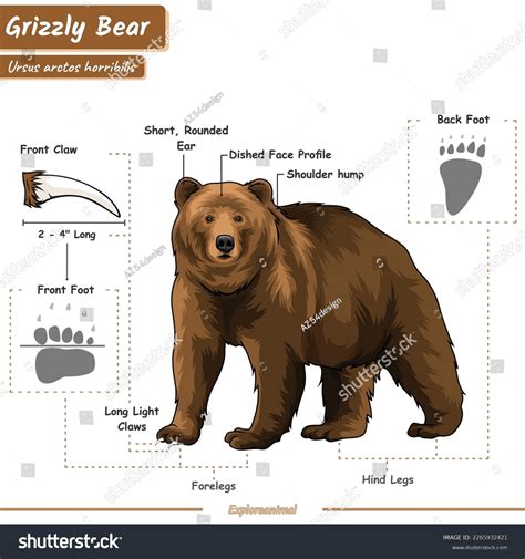 Anatomy Of The Grizzly Bear Grizzly Bear Facts Bear F Vrogue Co