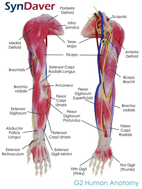 Anatomy Of The Upper Arm