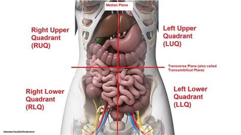 Anatomy Quadrants Four Abdominal Quadrants And Nine Abdominal Regions