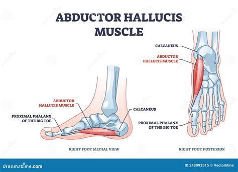 Anatomy Stock Images Foot Musculus Abductor Hallucis Muscle Calcaneus