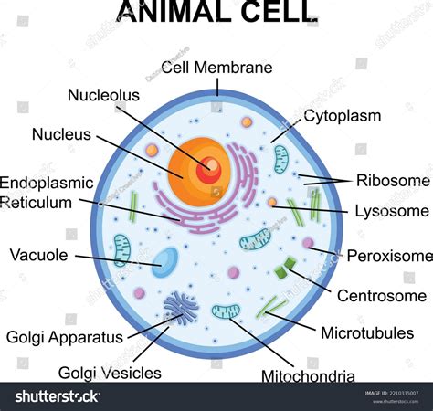 Animal Cell Diagram Labelled