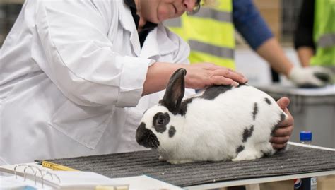 Animals In Research Teaching And Testing