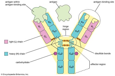 Antibody Introduction Structure And Classes