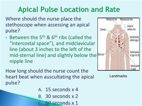 Apical Pulse Location Stethoscope
