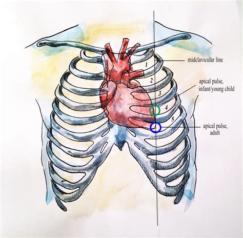 Apical Pulse Location