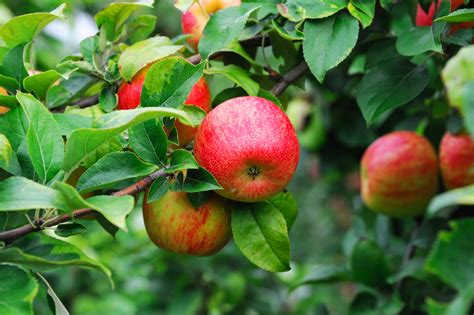 Understanding the Significance of Apple Tree Leaves in Orchard Health