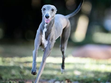 April Is Adopt A Greyhound Month 10 Fun Breed Facts