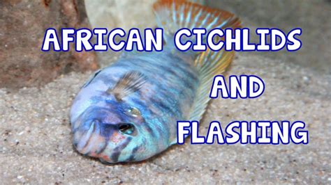 Aquarium Fish Flashing What Is It And Why Do They Flash Youtube
