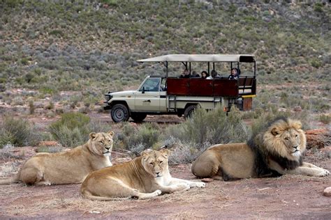Aquila Safari Safaris Near Cape Town