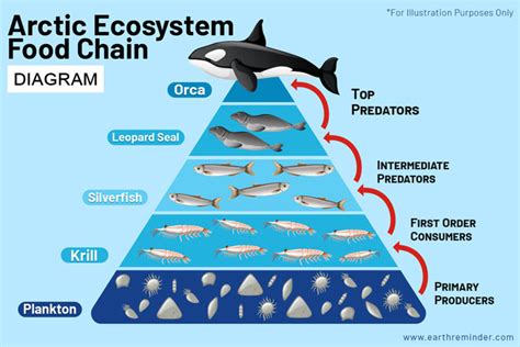 Arctic Ecosystem Description Food Chain And Animals Earth Reminder