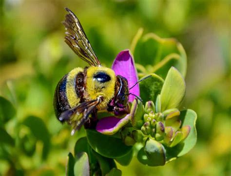 Are Carpenter Bees Pollinators And Just How Valuable Are They To Nature