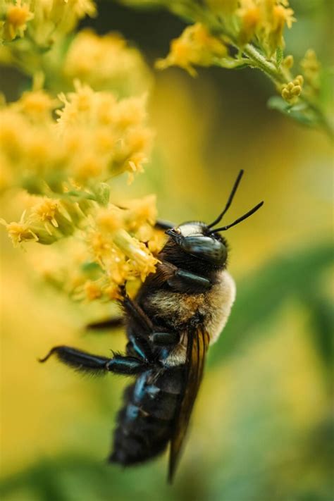 Carpenter Bees Are Pollinators
