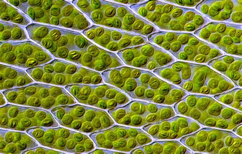 Definitive Guide: Are Chloroplasts Algae And Their Role In Cells