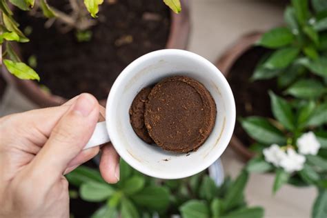 5 Ways Coffee Helps Plants