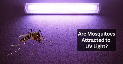 Are Mosquitoes Really Attracted to Light Explained